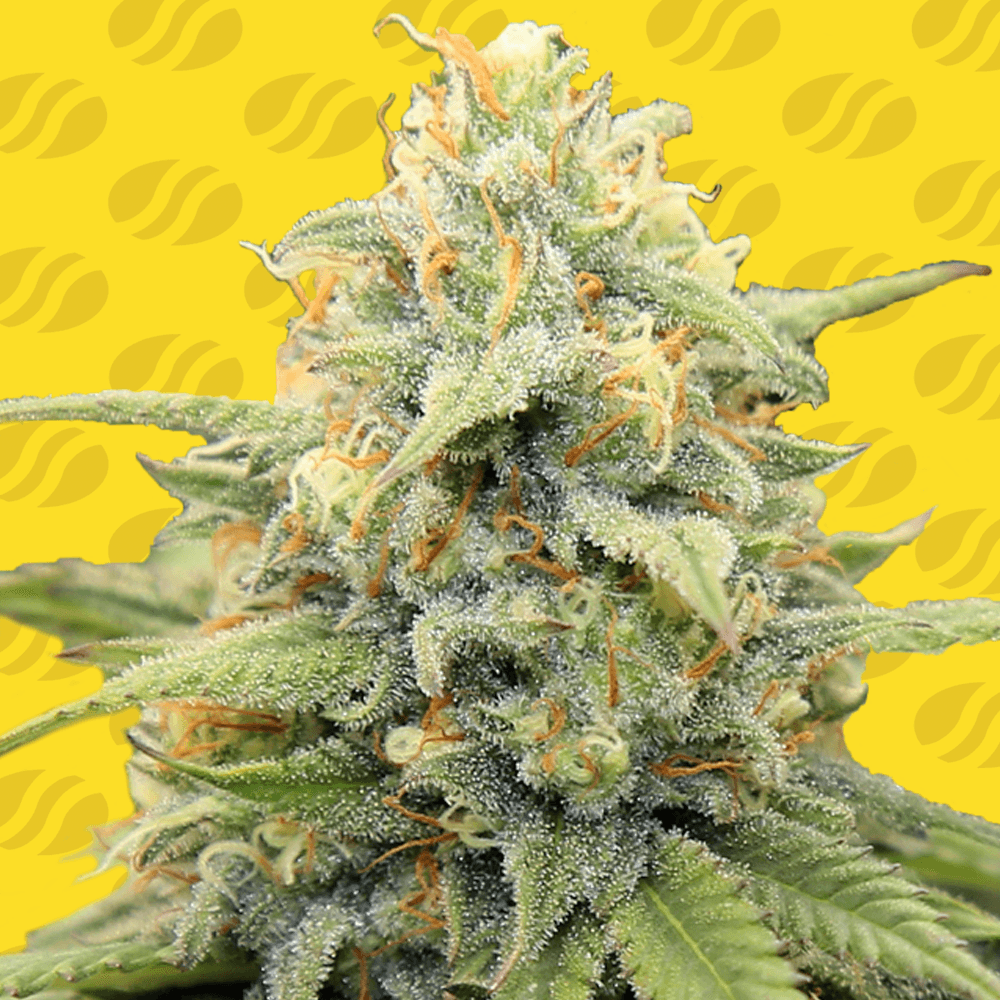 Blue Cheese Automatic: Pikant und weich, der Traum eines jeden Käseliebhabers