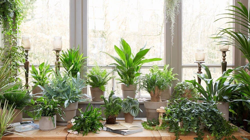 Blumenlieferung: Dein Blumenkauf bequem von zu Hause aus