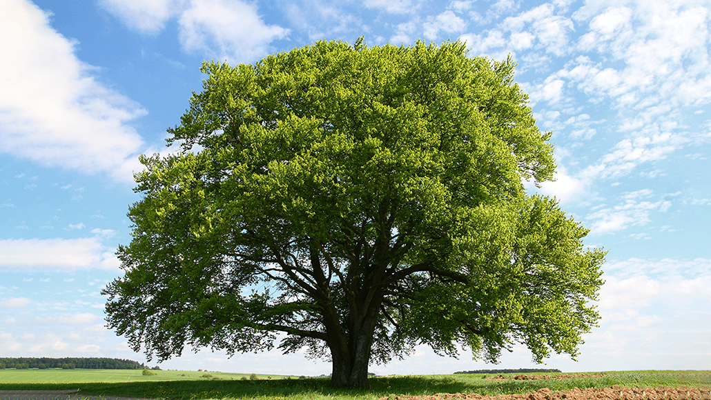 Wie schnell wächst ein Kugelamberbaum? Ein Überblick