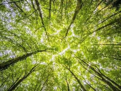Wie schnell wächst ein Kugelamberbaum? Ein Überblick
