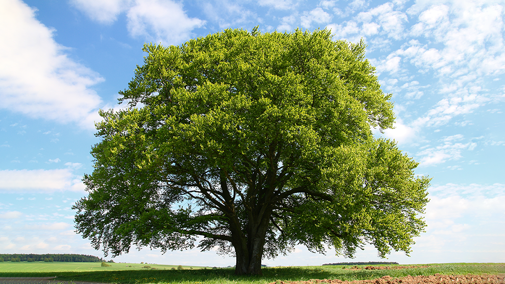 Wie schnell wächst ein Kugelamberbaum? Ein Überblick
