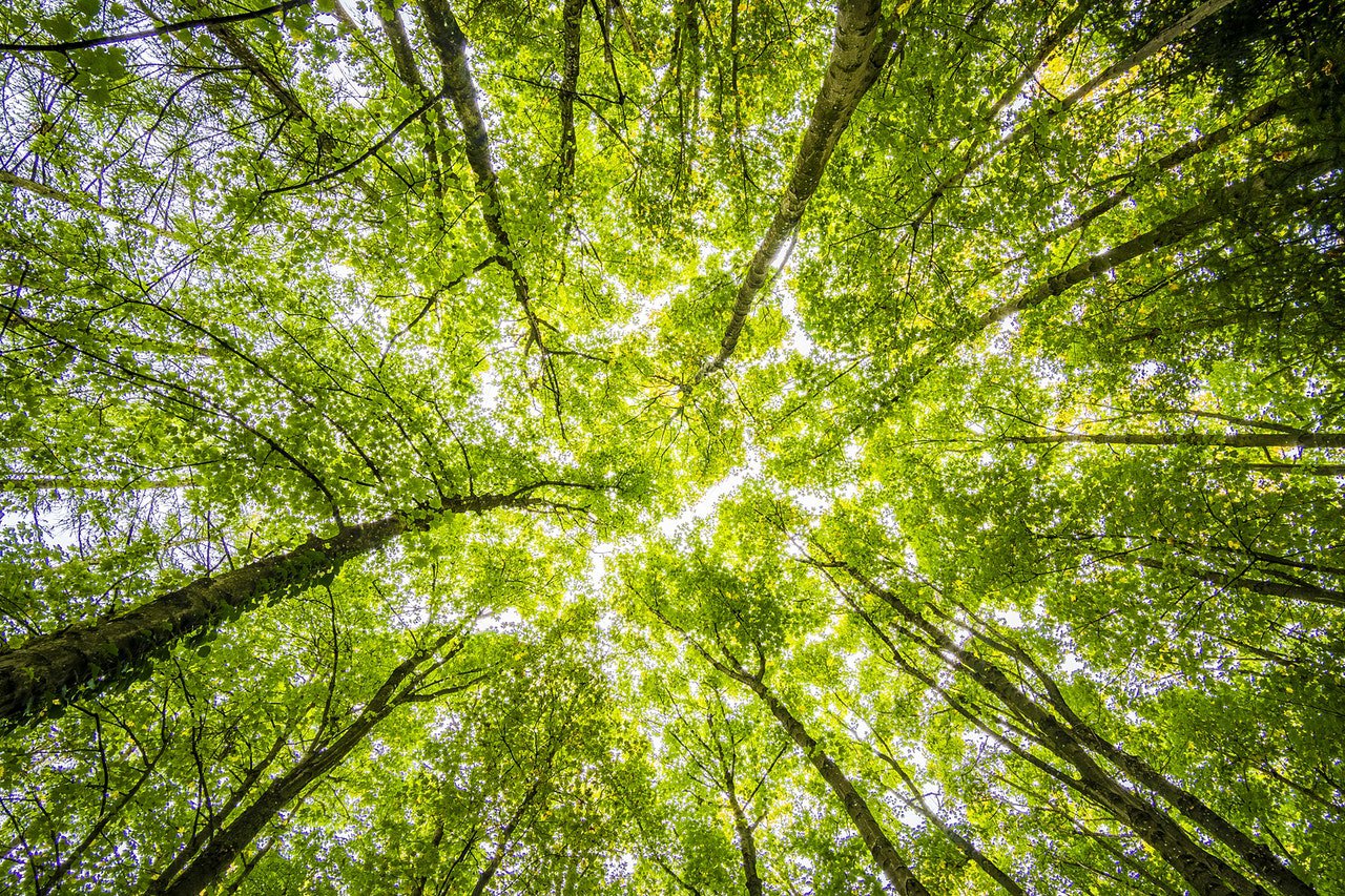 Wie schnell wächst ein Kugelamberbaum? Ein Überblick